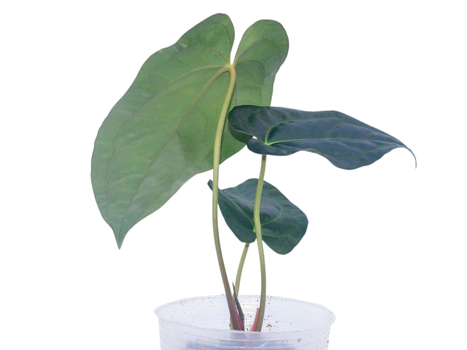 Anthurium papillilaminum x Anthurium marmoratum 'Velvety'
