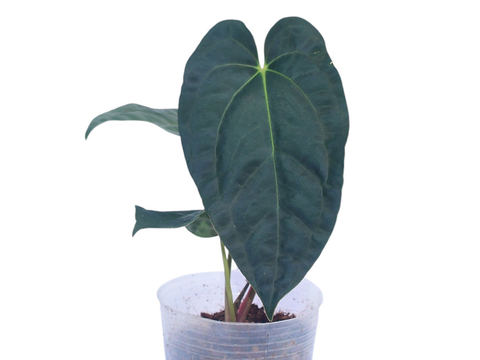 Anthurium papillilaminum x Anthurium marmoratum 'Velvety'