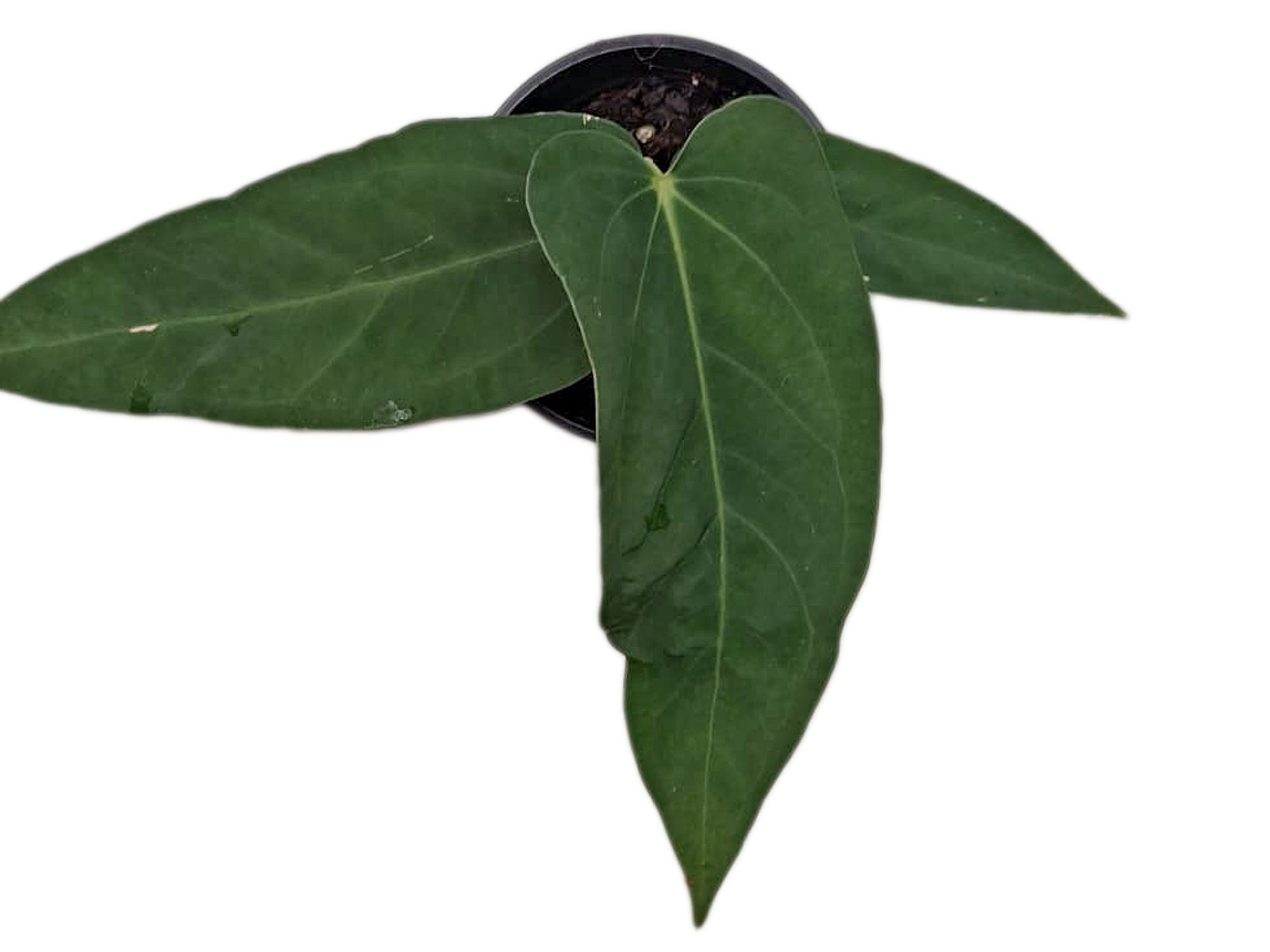 Anthurium papillilaminum x Anthurium panamense (seedling) — Ecuagenera USA  Corp