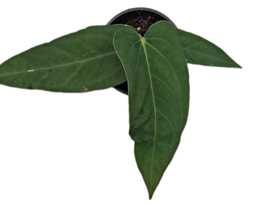 Anthurium papillilaminum x Anthurium panamense