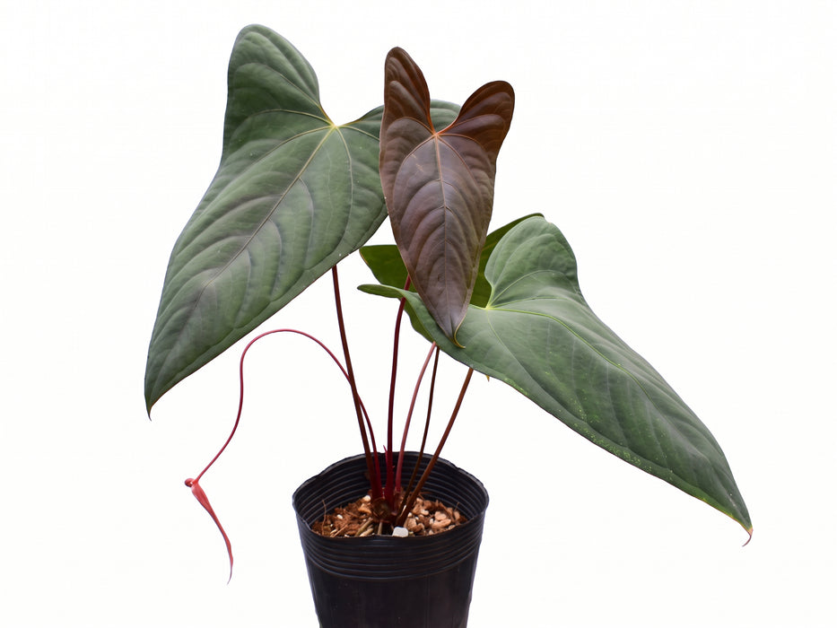 Anthurium papillilaminum x Anthurium sagittatum