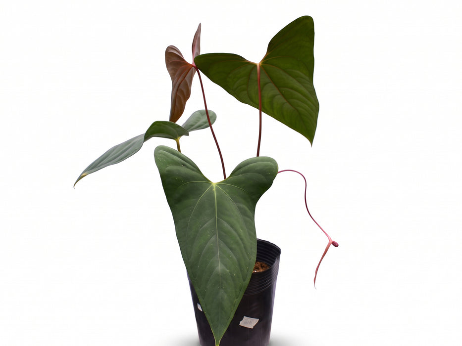 Anthurium papillilaminum x Anthurium sagittatum