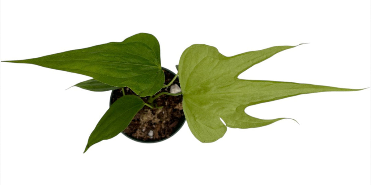 anthurium fingers Anthurium pedatoradiatum 'Fingers' (seedling) — Ecuagenera USA Corp