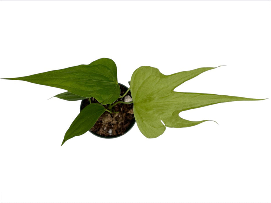 anthurium pedatum vs pedatoradiatum Anthurium pedatoradiatum 'Fingers' (seedling) — Ecuagenera USA Corp
