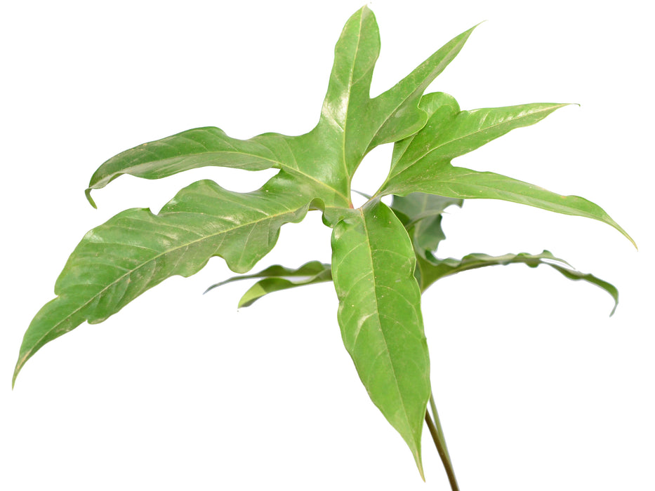 anthurium pedato Anthurium pedatum - Impressive Deeply Lobed Aroid