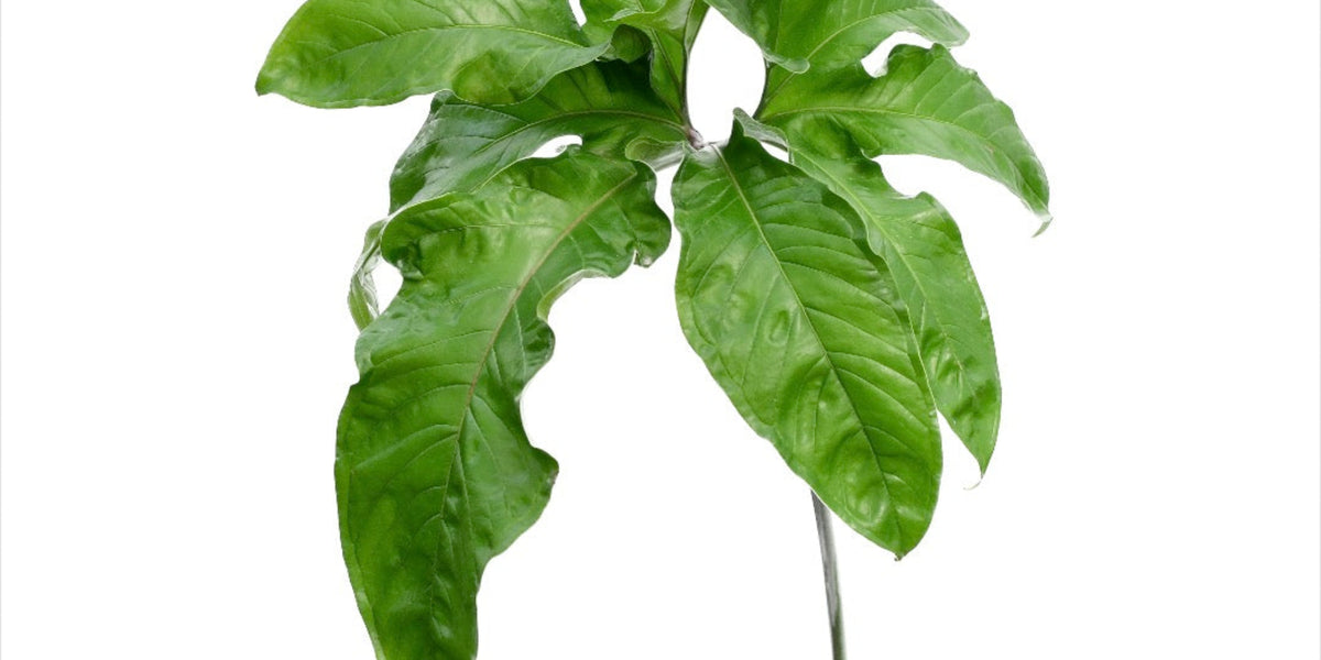 Anthurium pedatum - Impressive Deeply Lobed Aroid | Ecuagenera USA