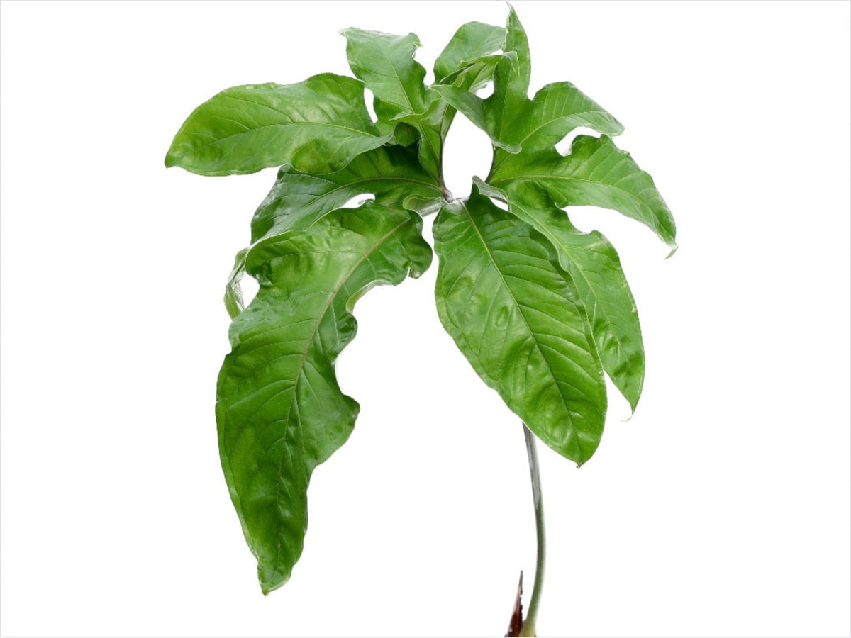 anthurium pedatum care Anthurium pedatum