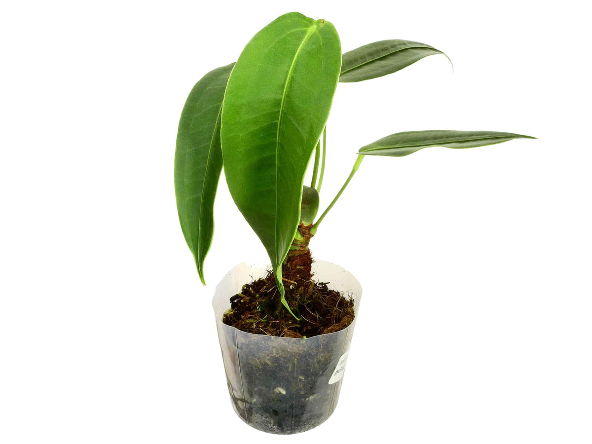Anthurium peltigerum - Broad Ovate Architectural Aroid