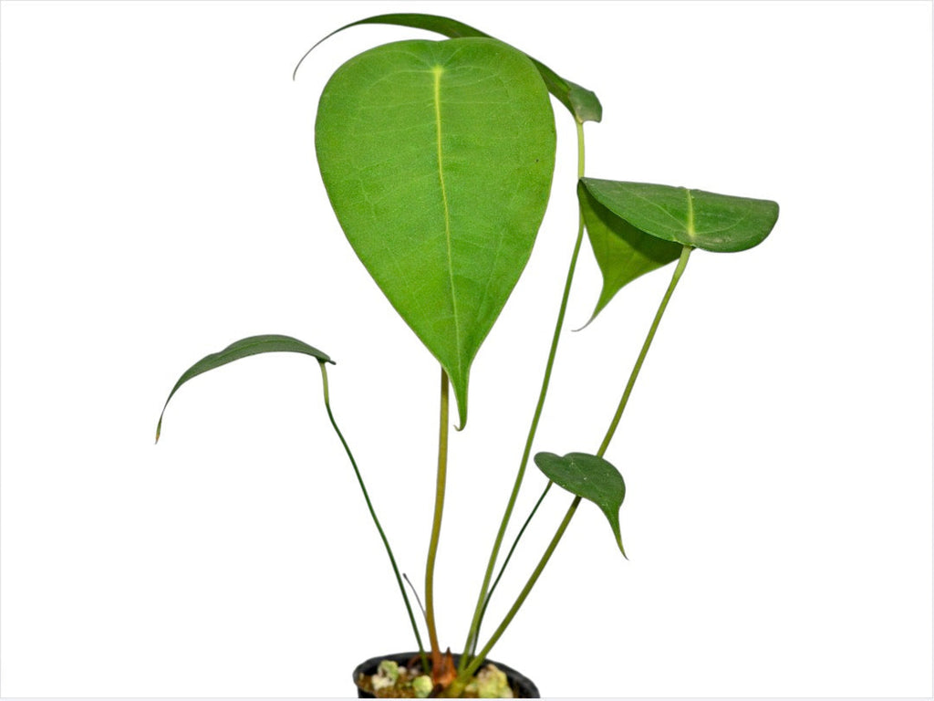 Anthurium peltigerum Seedling - Broad Ovate Aroid | Ecuagenera USA