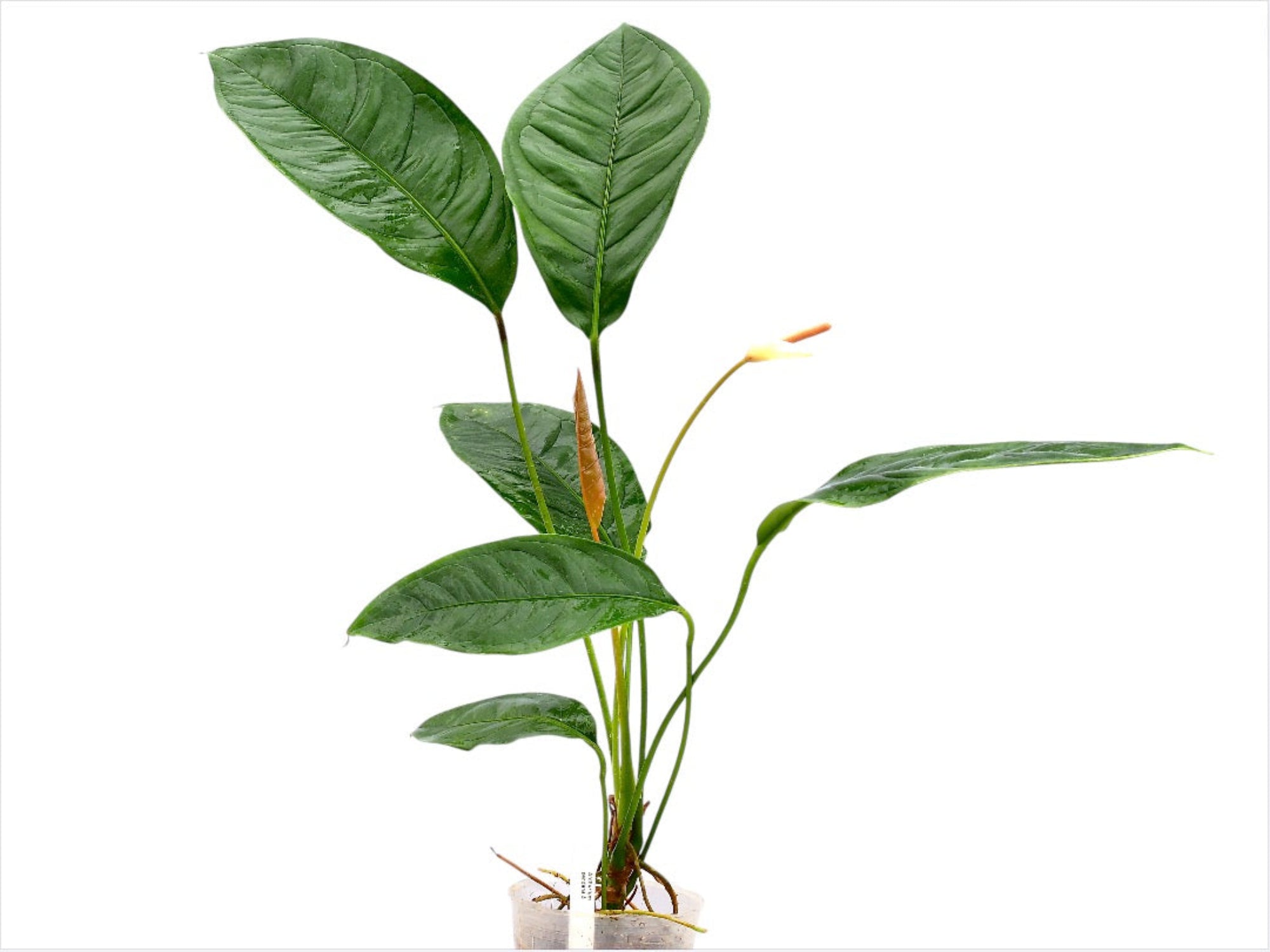 anthurium pendens for sale Anthurium pendens 5