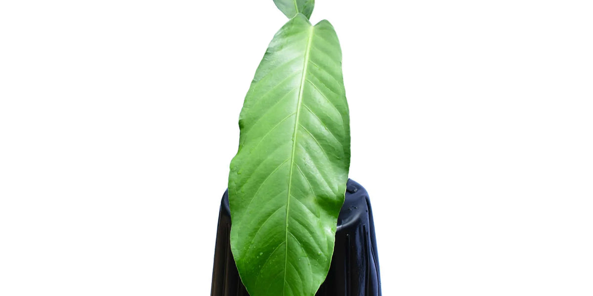 Anthurium pendulifolium - Elegant Pendulous Aroid | Ecuagenera USA