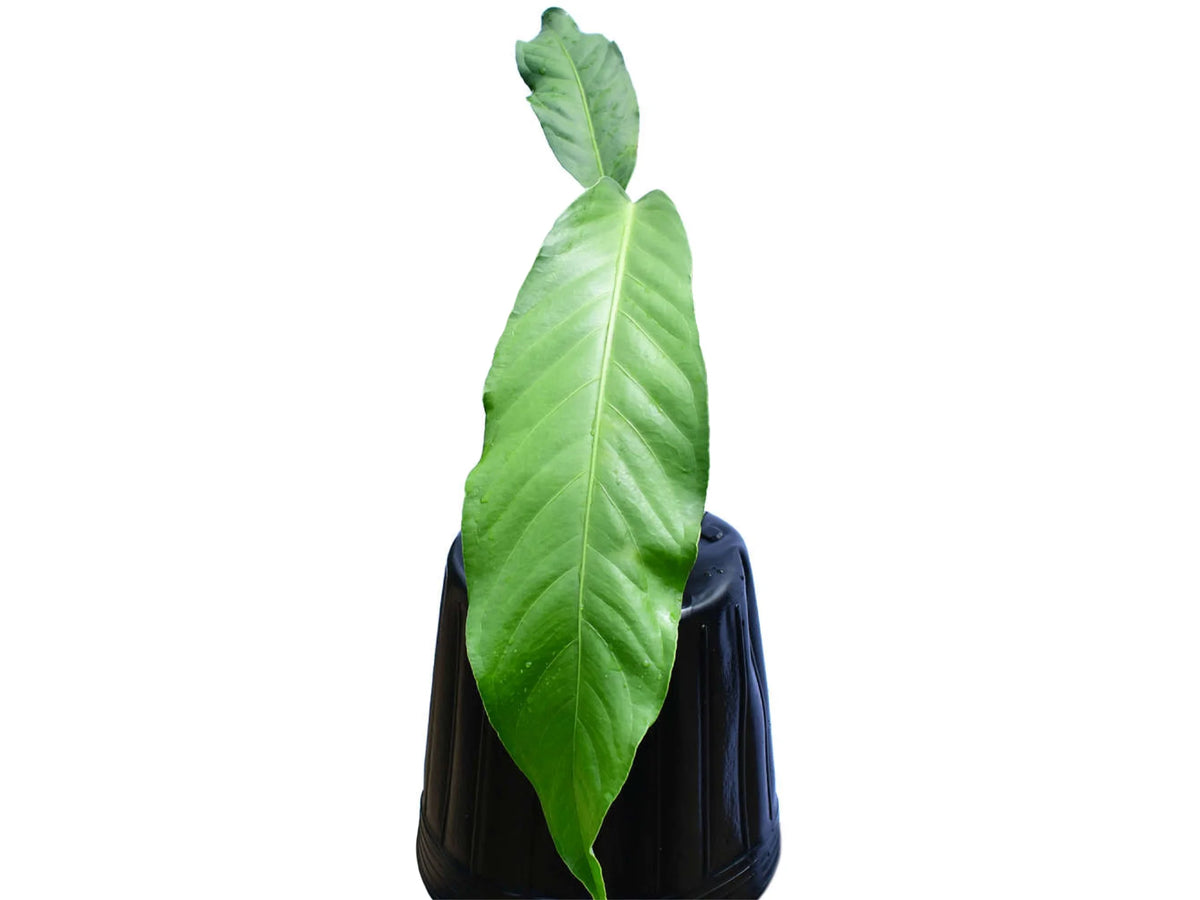 Anthurium pendulifolium - Elegant Pendulous Aroid | Ecuagenera USA