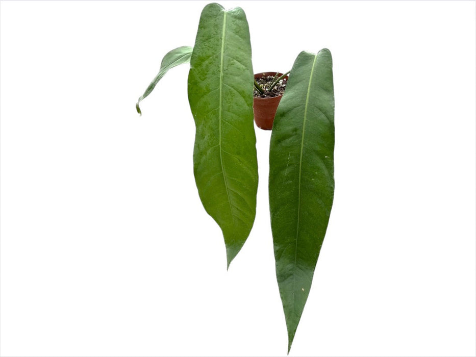 Anthurium pendulifolium 'Triunfo'