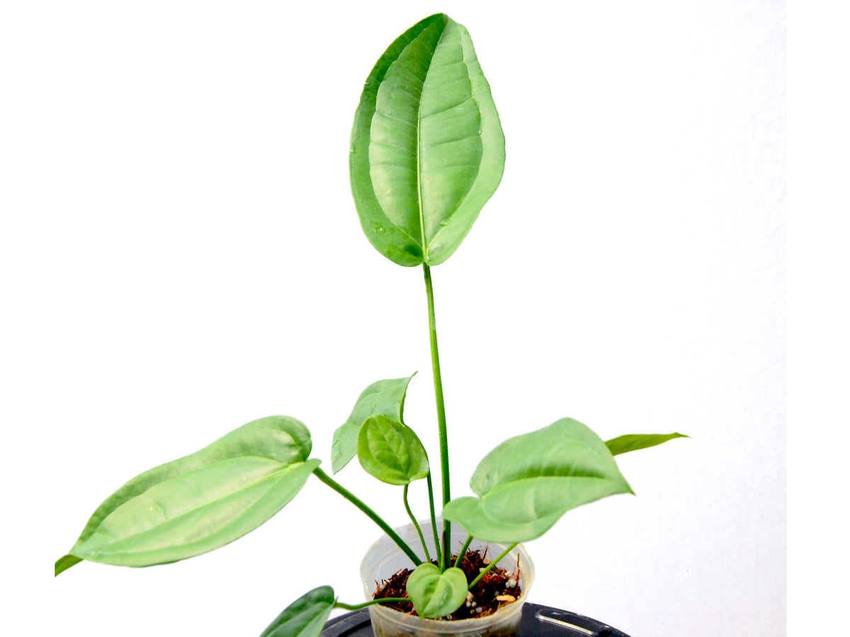 Anthurium pendulifolium Seedling - Future Pendulous Aroid