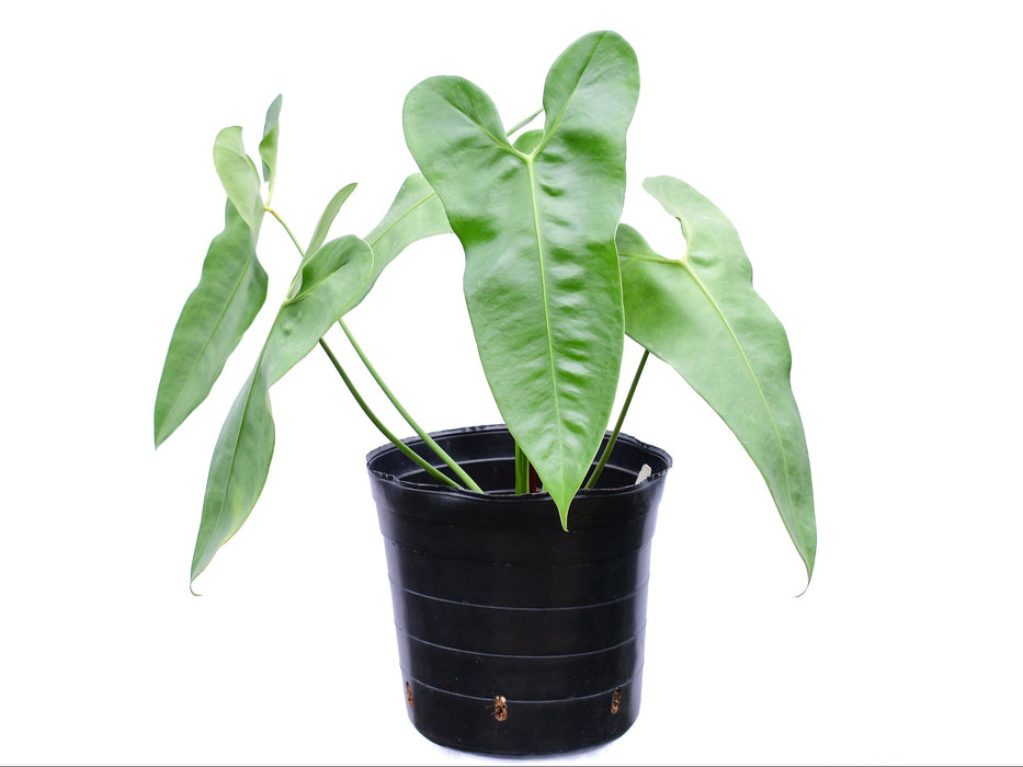 Anthurium pepeportillae (Big)