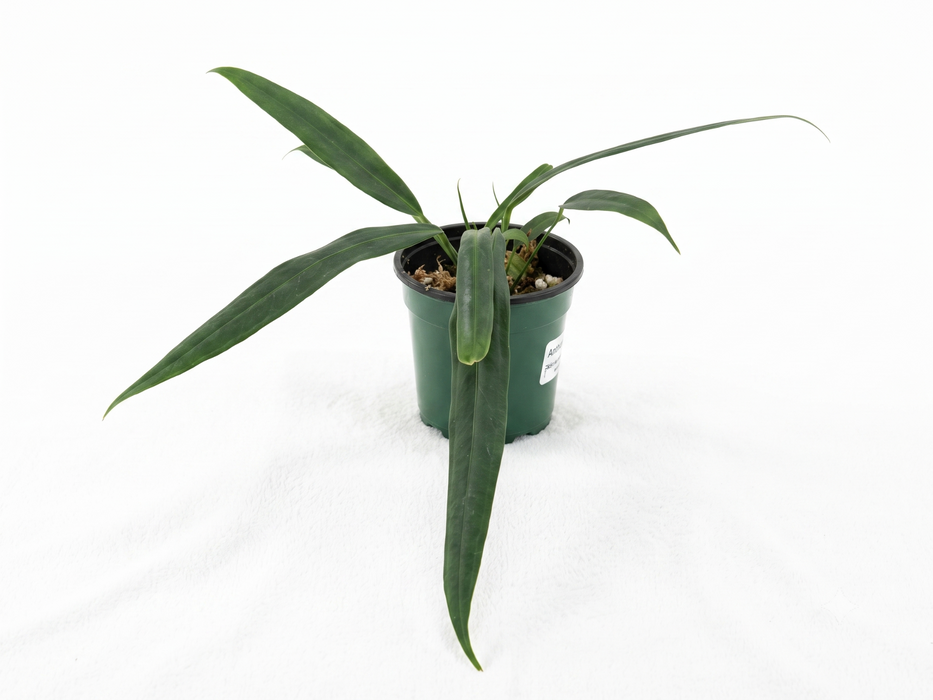 Anthurium perangustum cf