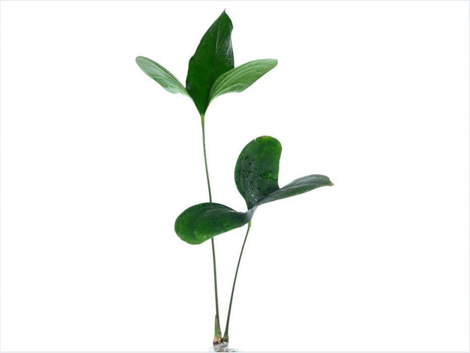 anthurium harleyi Anthurium pinkleyi - Rare Climbing Aroid