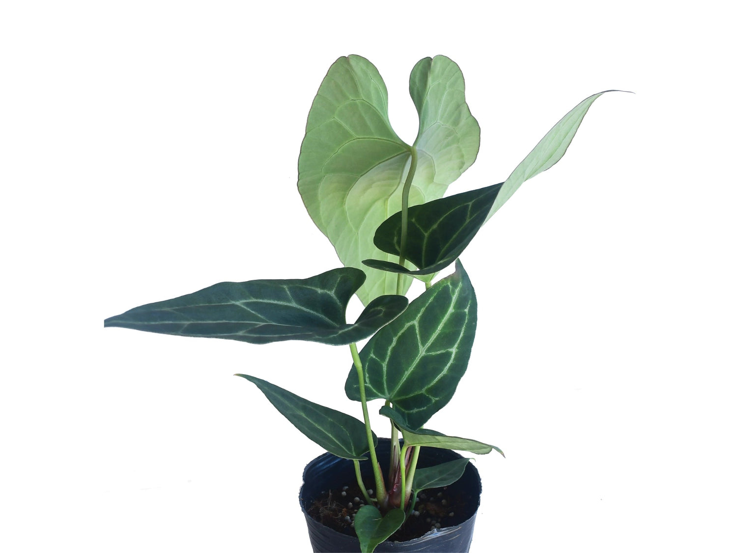Anthurium Pink Crystal