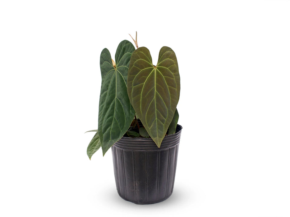 Anthurium Pink Crystal Fantasy