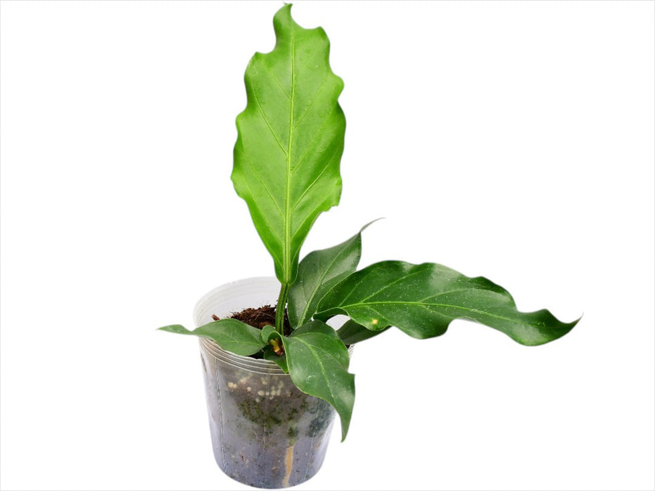 anthurium plowmanii croat Anthurium plowmanii (Big)
