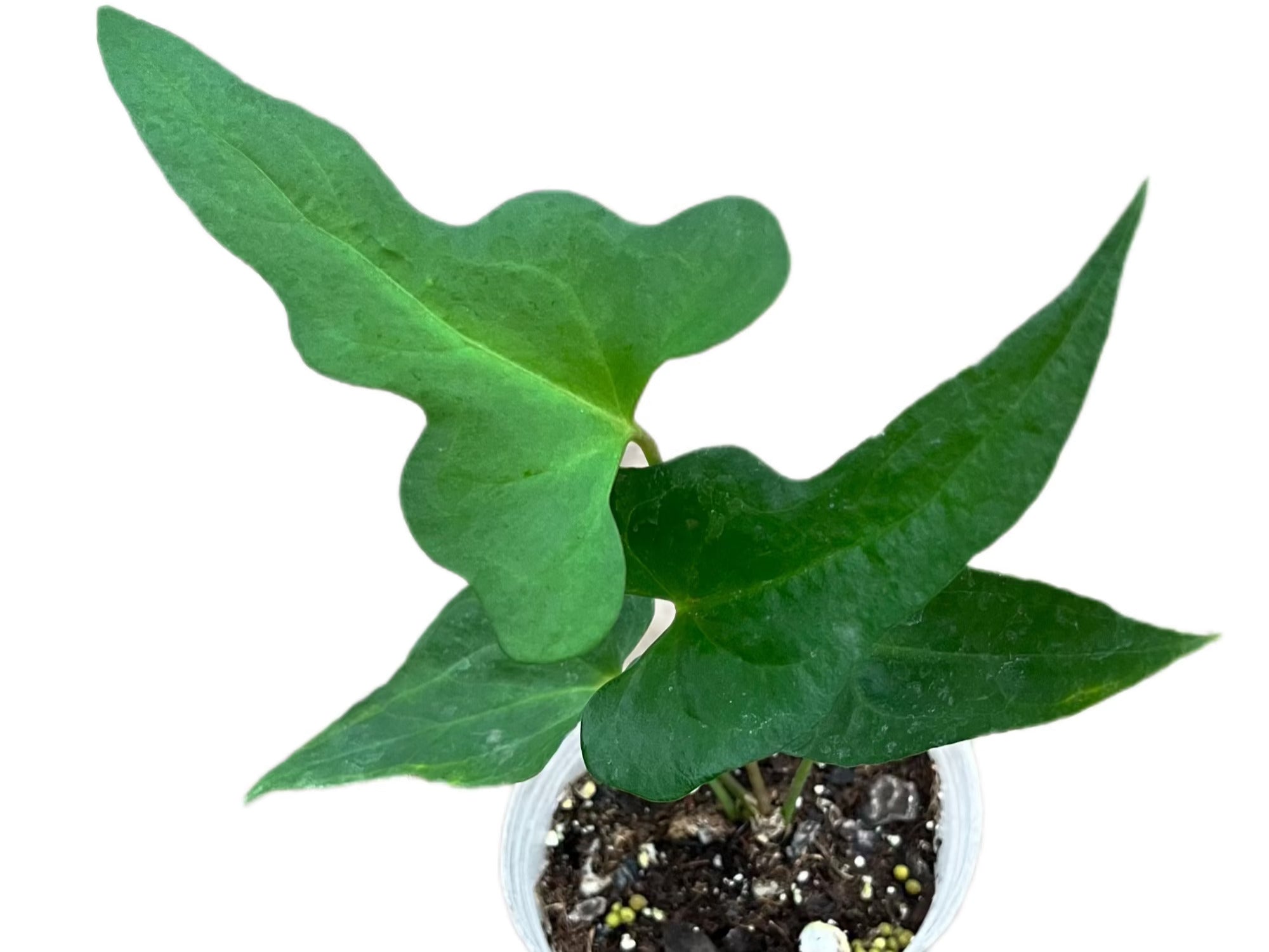 Anth. podophyllum Seedling - Fast-Growing Climbing Aroid