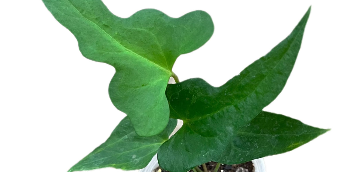 Anth. podophyllum Seedling - Fast-Growing Climbing Aroid | Ecuagenera USA   Ecuagenera USA Corp