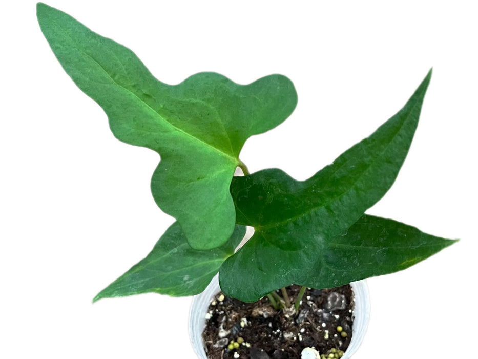 Anthurium podophyllum (seedling)