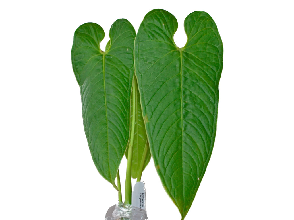 anthurium pachyneurium Anth. polyneuron - Large Heart-Shaped Anthurium