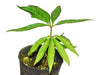 Anthurium polyschistum