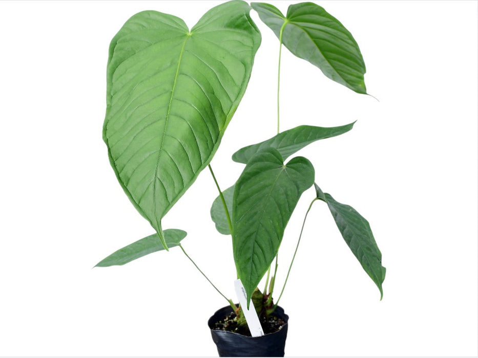 Anthurium propinquum