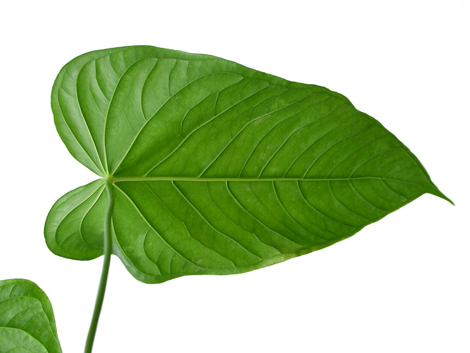 Anthurium propinquum