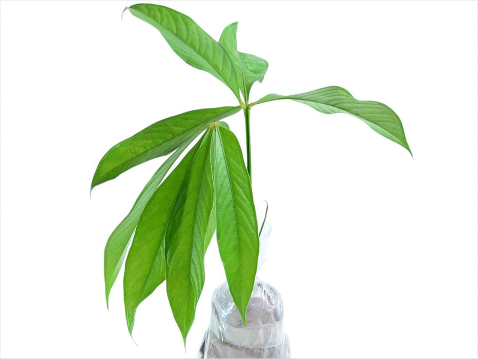 Anthurium pseudoclavigerum