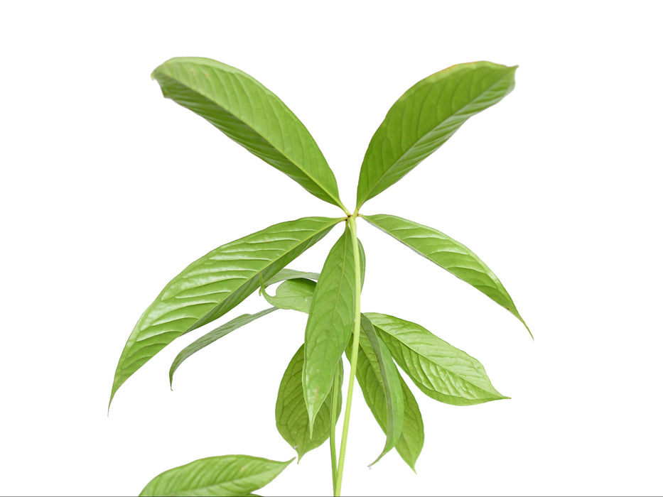 Anthurium pseudoclavigerum