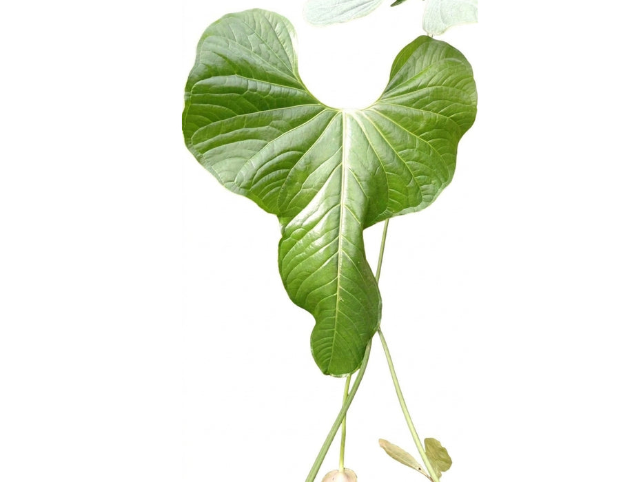 Anthurium pucayacuense cf.