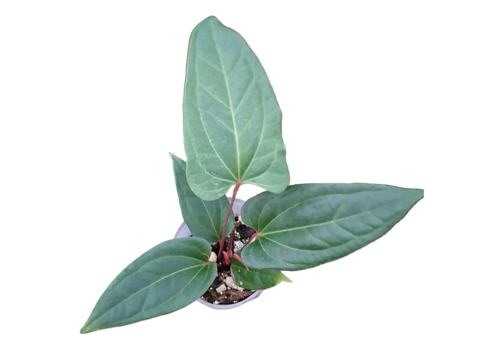 Anthurium pucayacuense cf. x Anth. besseae aff