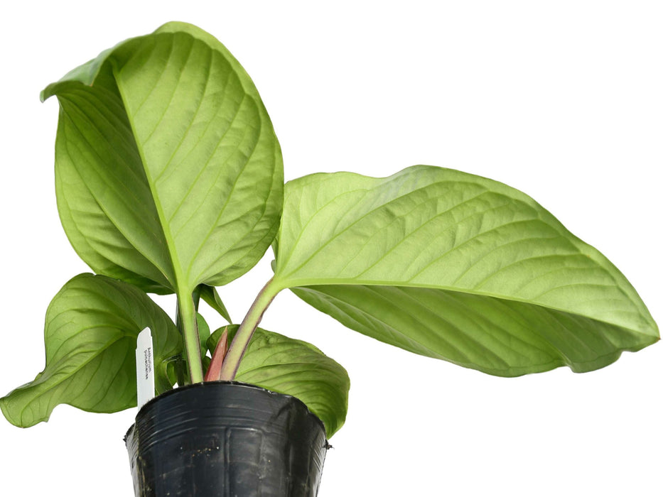 Anthurium pulcachense