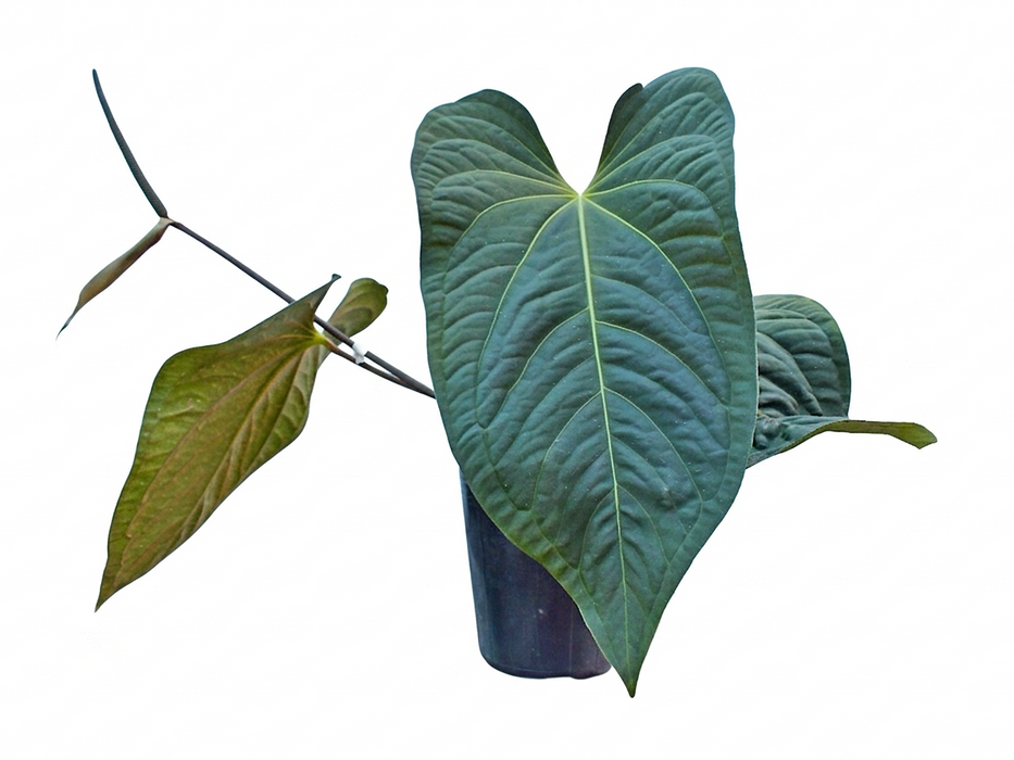 Anthurium pulcachense x Anthurium papillilaminum