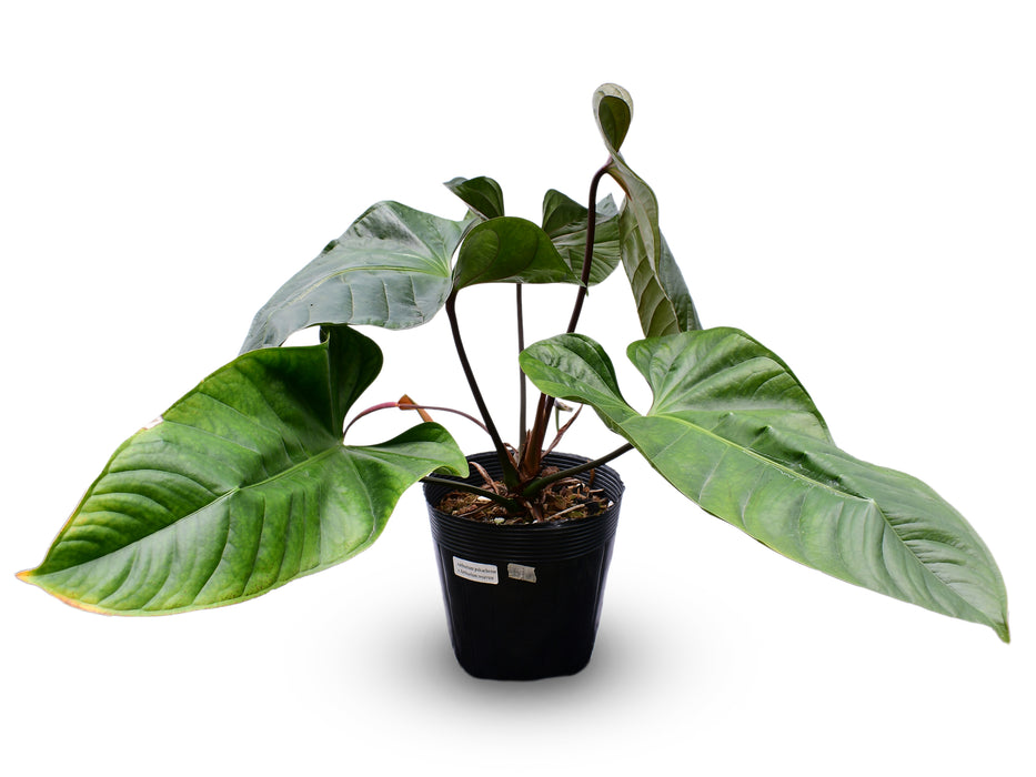Anthurium pulcachense x Anthurium recavum