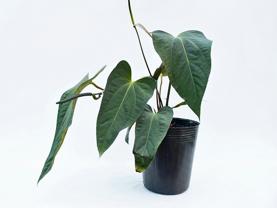 Anthurium pulcachense x Anthurium papillilaminum