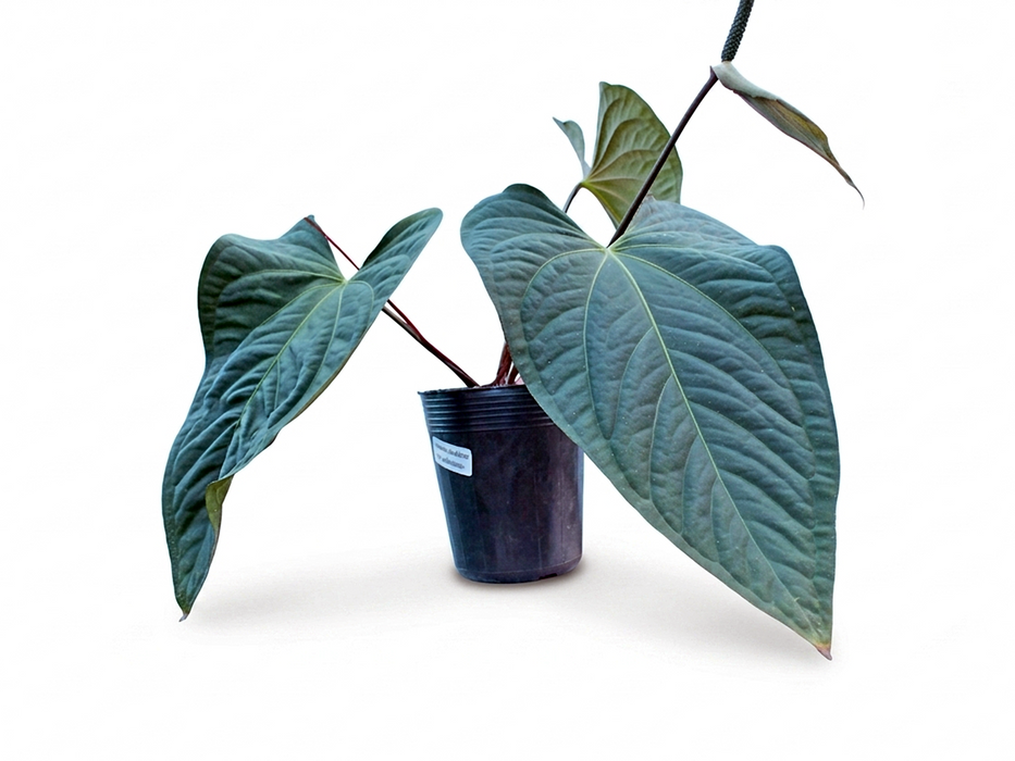 Anthurium pulcachense x Anthurium papillilaminum