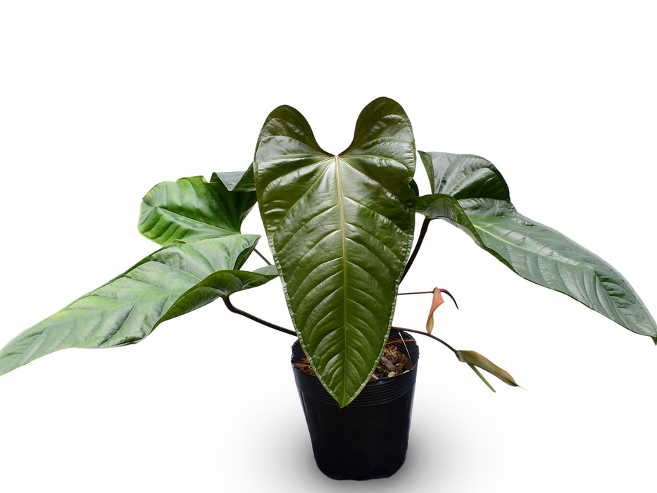 Anthurium pulcachense x Anthurium recavum