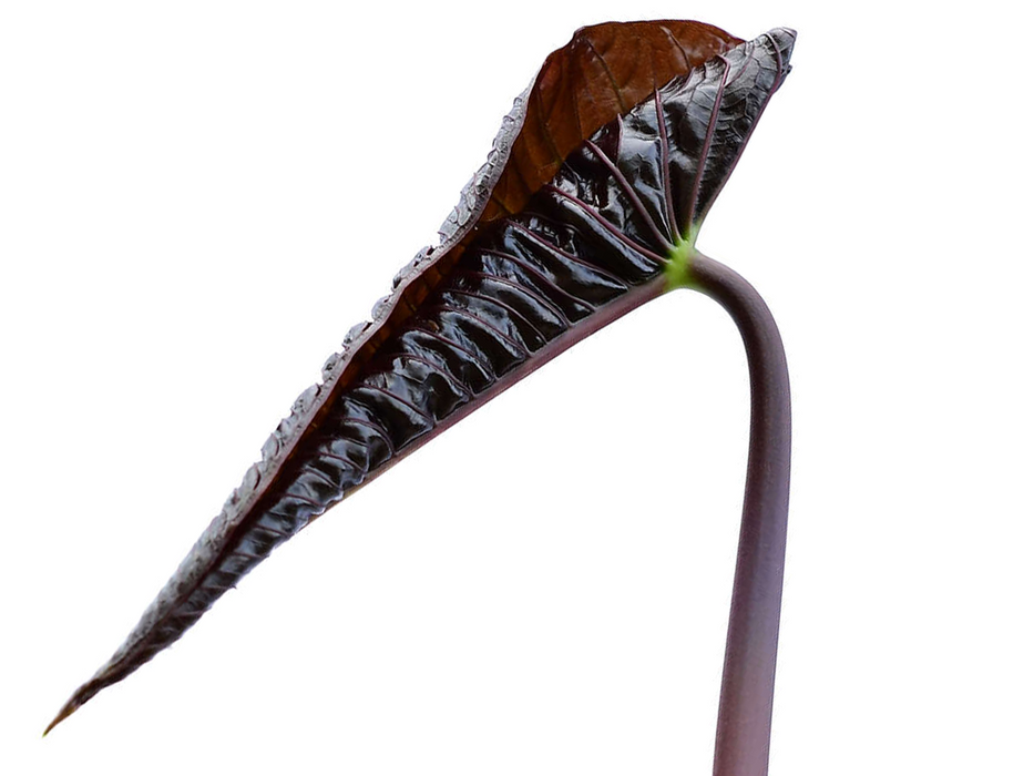 anthurium queremalense Anthurium queremalense