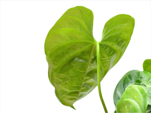 anthurium recavum care Anthurium recavum