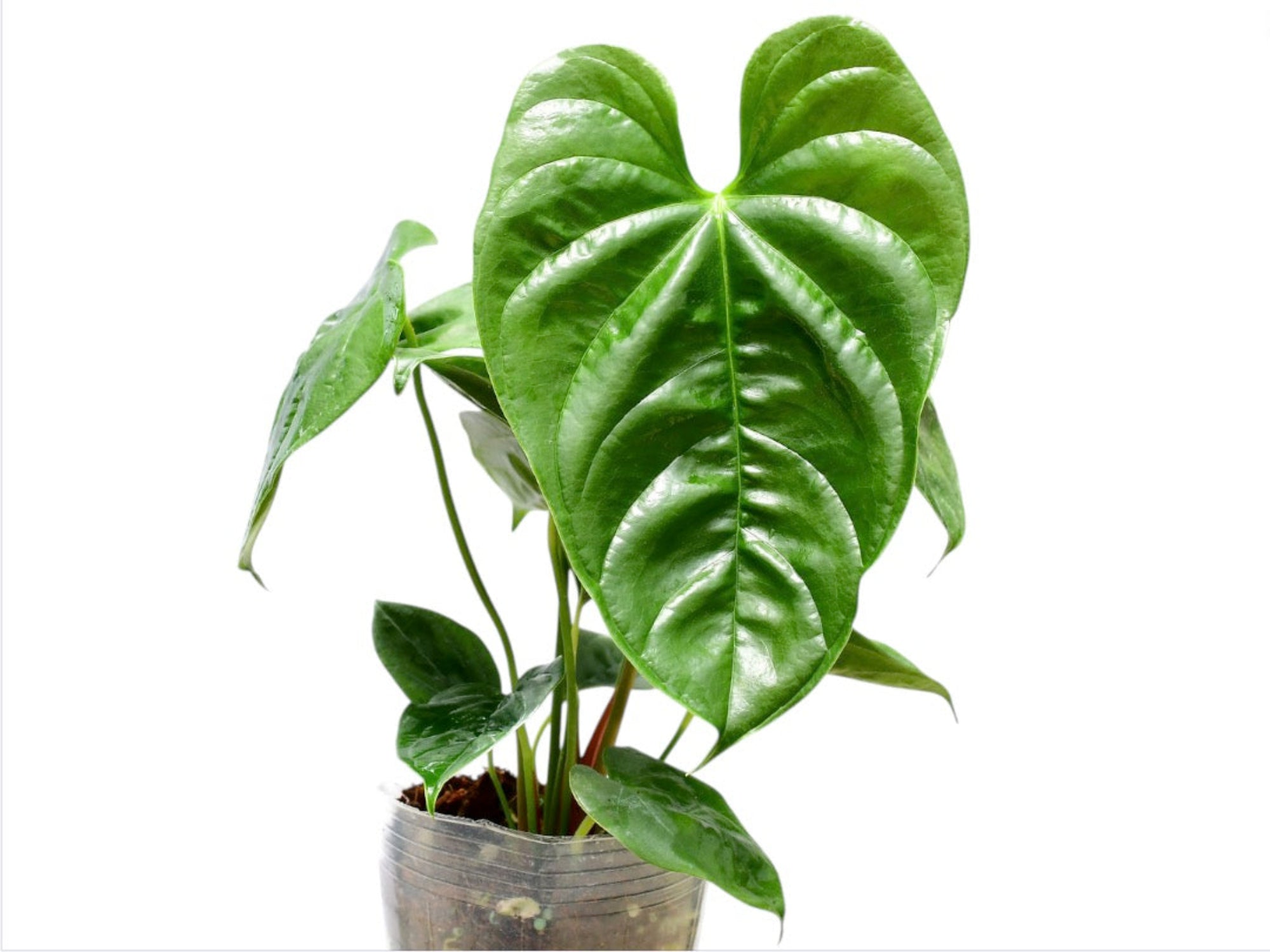 Anthurium recavum Seedling