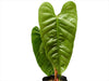 Anthurium recavum
