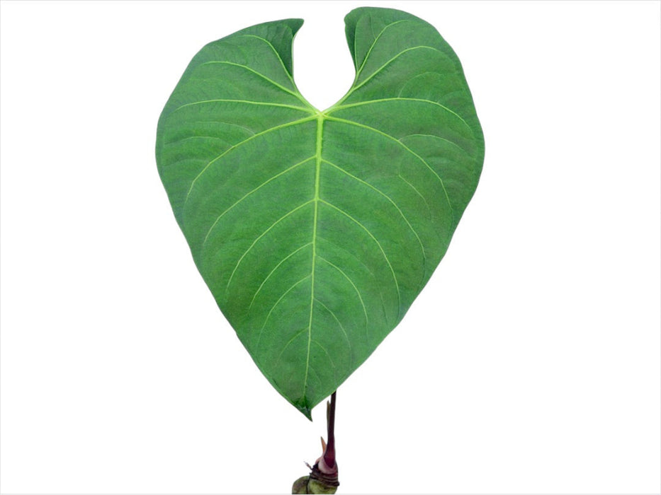 Anthurium regale aff