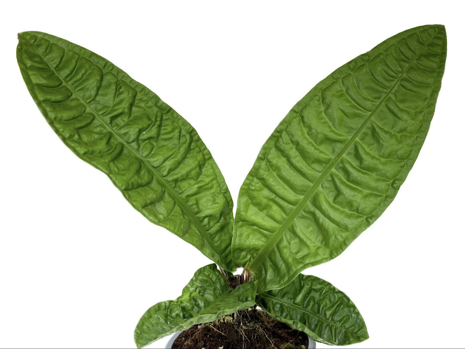 Anthurium reflexinervium