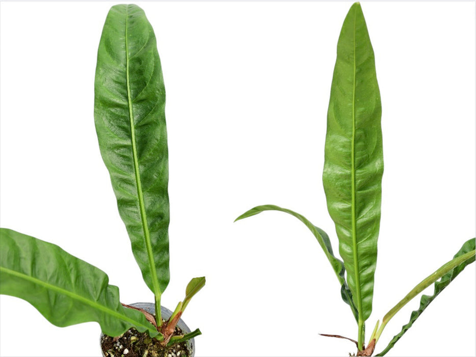 Anthurium reflexinervium aff