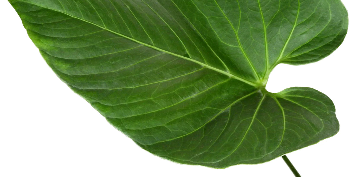 Anthurium regale aff アンスリウムレガレアフ Anth. regale aff - Rare Velvety Leaf Variant — Ecuagenera USA Corp