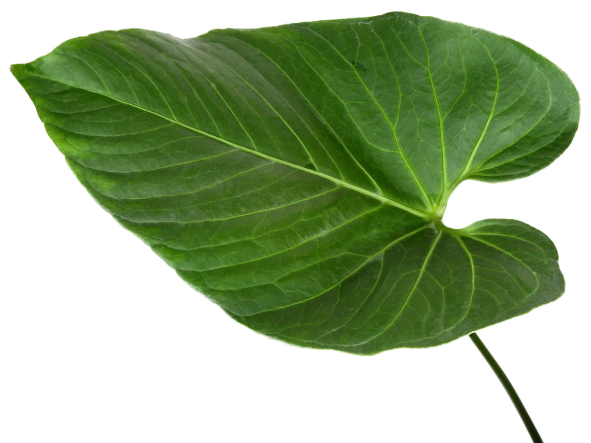 anthurium regale Anth. regale aff